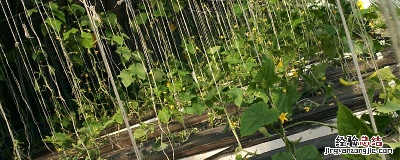 怎样建温室大棚视频 怎样建温室大棚