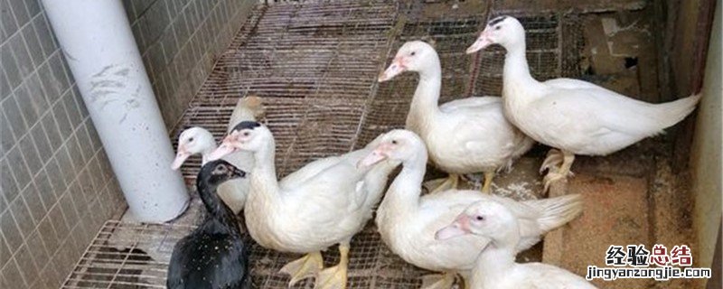 杀鸭割喉割哪个位置 杀鸭割哪里
