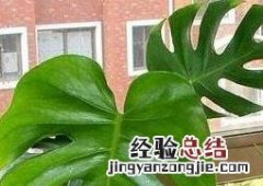 龟背竹的养殖方法和注意事项 龟背竹的养殖方法和注意事项有哪些