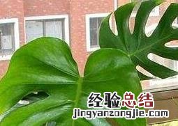 龟背竹的养殖方法和注意事项 龟背竹的养殖方法和注意事项有哪些