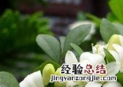 九里香如何养殖更粗壮 九里香如何养殖