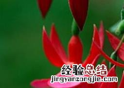 倒挂金钟如何养殖 倒挂金钟的养殖方法和注意事项养殖日记