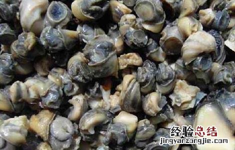 螺蛳肉怎么做好吃 海螺蛳肉怎么做好吃