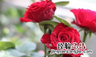 玫瑰花一般用什么叶子搭配好 玫瑰花一般用什么叶子搭配?