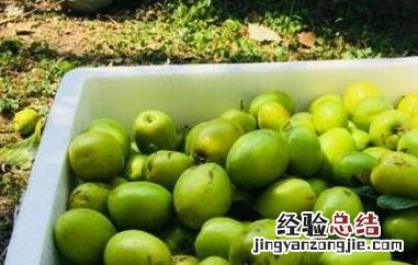 青枣的功效与作用和禁忌症 青枣的功效与作用和禁忌