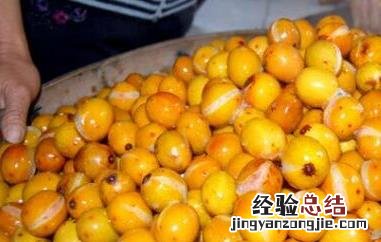南方的酸枣核有什么功效 南酸枣果核的功效与作用