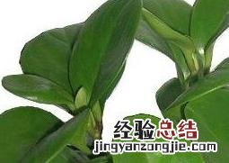 碧玉的养殖方法 绿植碧玉的养殖方法