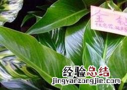 金钻的养殖方法和注意事项养殖日记 金钻的养殖方法与注意事项