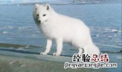 养殖白狐能养吗 白狐能养殖吗