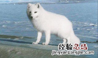 养殖白狐能养吗 白狐能养殖吗
