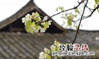 清明节的心情短语 清明节心情短语
