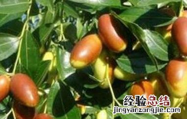 马牙枣功效和作用 马牙枣的功效与作用