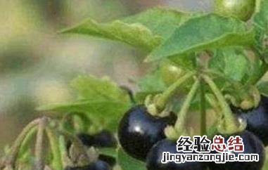 龙葵果的功效与作用及食用方法及禁忌 龙葵果的功效与作用及食用方法