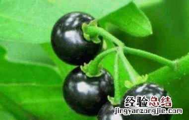 龙葵果的功效与作用及食用方法及禁忌 龙葵果的功效与作用及食用方法