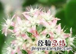 玉树的养殖方法与注意事项视频 玉树的养殖方法与注意事项