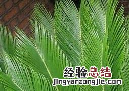 墨西哥铁树的养殖方法和注意事项 铁树的养殖方法和注意事项