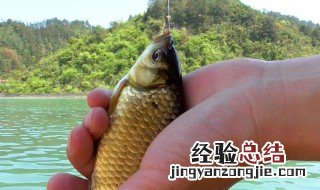夏季钓鲫鱼用什么味型 夏季要用什么味型钓鲫鱼