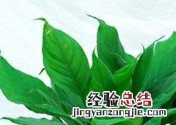 万年青的养殖方法,养殖万年青的注意事项