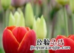 郁金香的养殖方法和注意事项 郁金香的养殖方法和注意事项视频