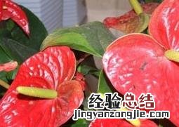 红掌的养殖方法与注意事项 红掌怎么养殖和使用方法