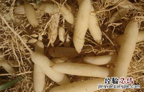 麦冬枸杞泡水喝的功效及做法 麦冬枸杞泡水喝的功效及做法窍门