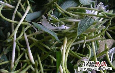 麦冬金银花茶的功效与作用 麦冬金银花茶的功效及做法