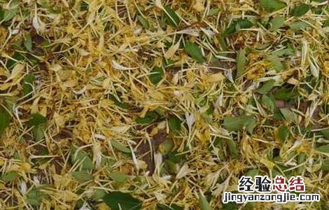 麦冬金银花茶的功效与作用 麦冬金银花茶的功效及做法
