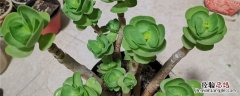 金钱木种植方法和时间 植物金钱木的养殖方法