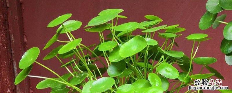 金钱草怎样种植方法 金钱草种植方法和时间