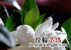 栀子花的养殖方法和浇水 栀子花的养殖方法