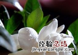 栀子花的养殖方法和浇水 栀子花的养殖方法