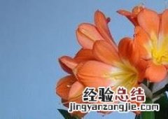 君子兰的养殖方法与注意事项 君子兰的养殖方法和注意事项