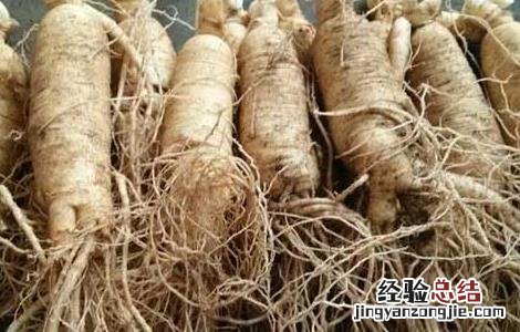西洋参怎么吃效果最好 西洋参粉怎么吃效果最好