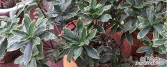 金边瑞香种植方法和时间 金边瑞香适合什么时候移栽