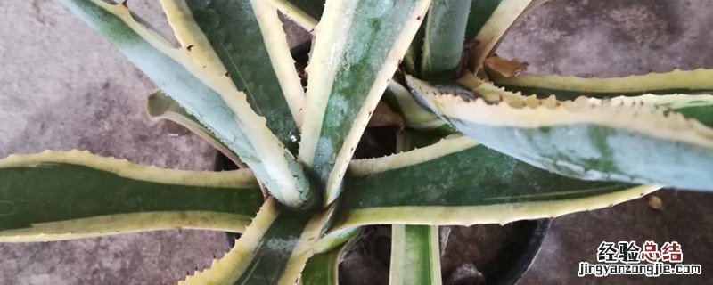金边龙舌兰盆栽 金边龙舌兰种植方法和时间