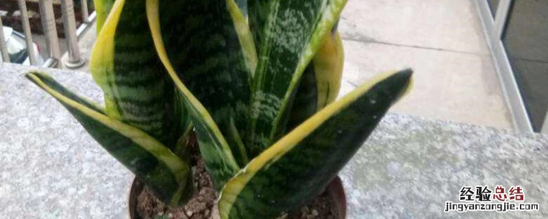 金边虎皮兰怎么栽 金边虎皮兰种植方法和时间