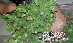 养心草图片 稳心草的功效与作用