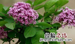 描写丁香花开得茂盛句子 描写丁香花开得茂盛句子精选