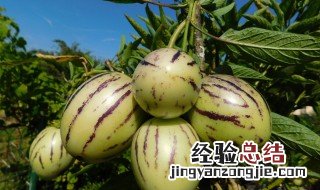 人参果中间的心能吃吗怎么吃 人参果的心可以直接吃的吗