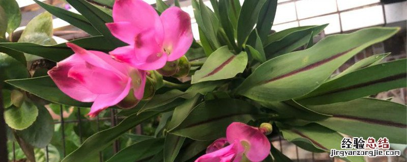姜荷花的种植方法和时间 姜荷花种植方法和时间