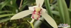 建兰种植方法和时间 建兰的种植方法和注意事项