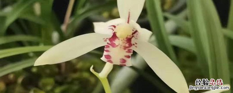 建兰种植方法和时间 建兰的种植方法和注意事项