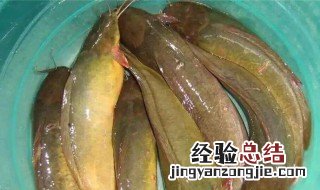 塘角鱼的功效与作用营养价值 塘角鱼的功效与作用