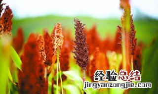 形容高粱红了的句子 比喻高粱红了句子欣赏