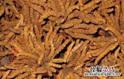 虫草怎么吃效果最好 冬虫夏草怎么吃效果最好