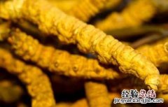 虫草怎么吃效果最好 冬虫夏草怎么吃效果最好