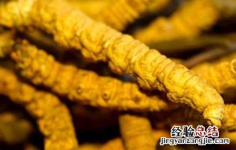 虫草怎么吃效果最好 冬虫夏草怎么吃效果最好