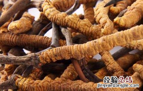 虫草怎么吃效果最好 冬虫夏草怎么吃效果最好