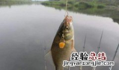 鲤鱼喜欢吃蚯蚓做的饵料吗 鲤鱼喜欢吃蚯蚓做的饵料吗