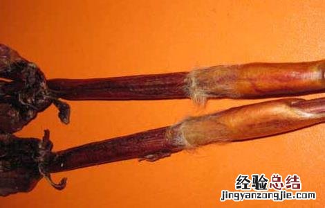 鹿鞭泡酒的最佳配方 人参鹿鞭泡酒的最佳配方